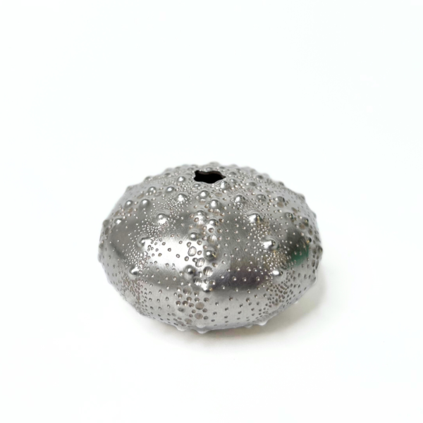 Silver urchin